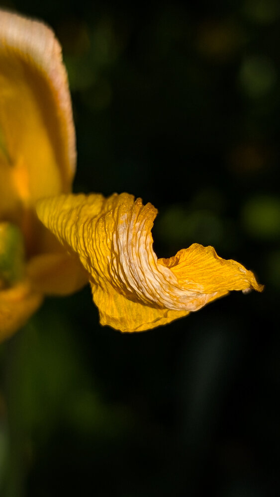 Photograph by Iryna Usanova
