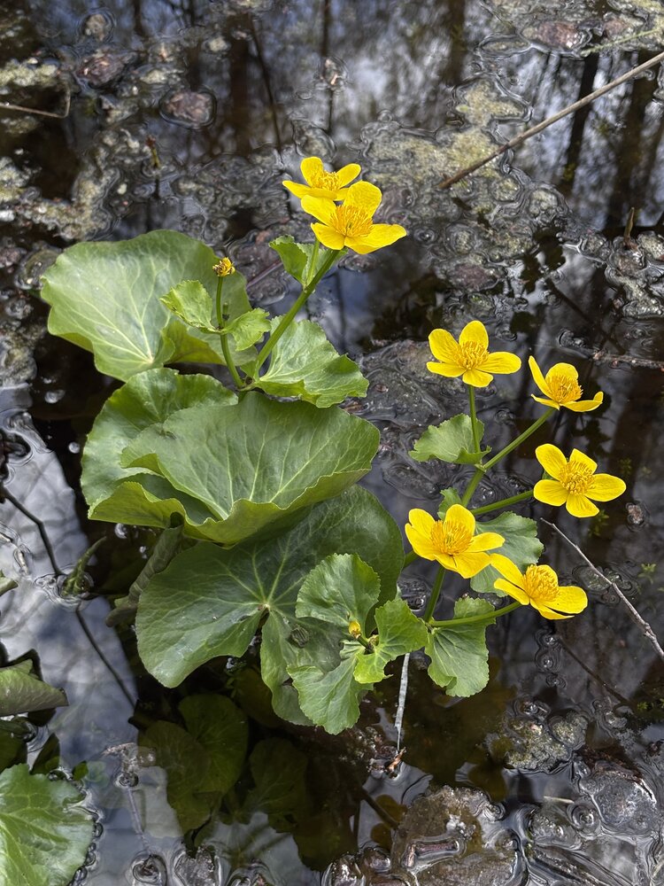 Photograph by Halina Mitsevich