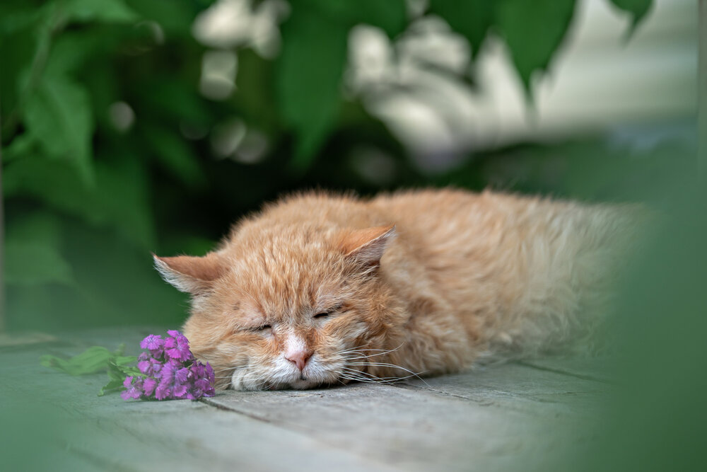 Photograph by Ольга Адольф
