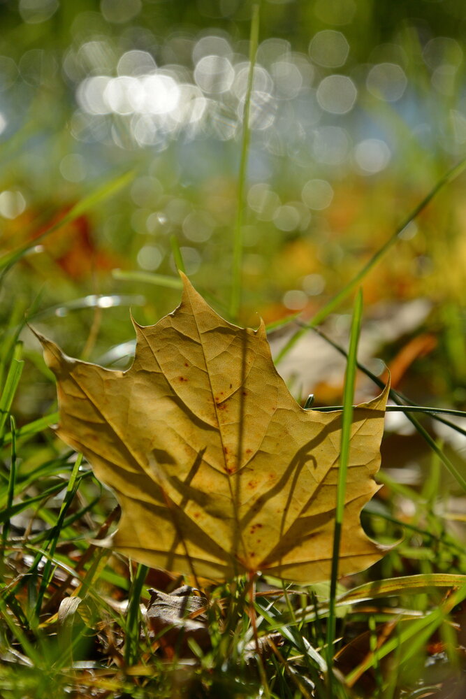 Photograph by Алина Николаева