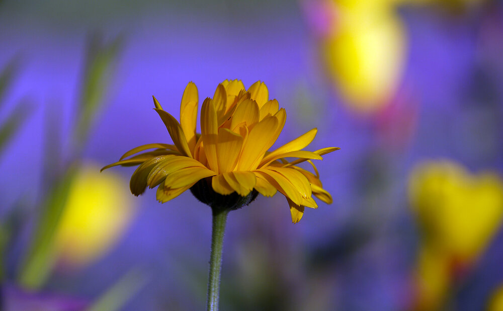 Photograph by Галина Лубянникова