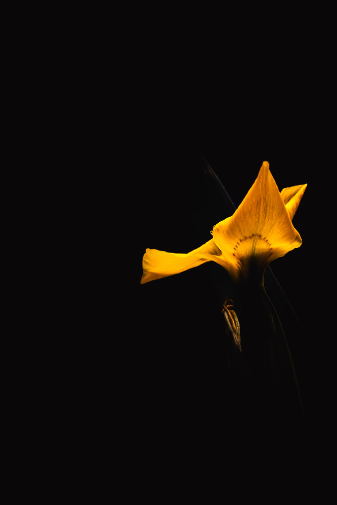 Photograph by Юлия Лебедева