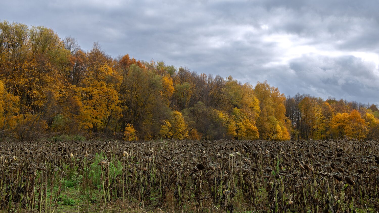 Photo #13793938