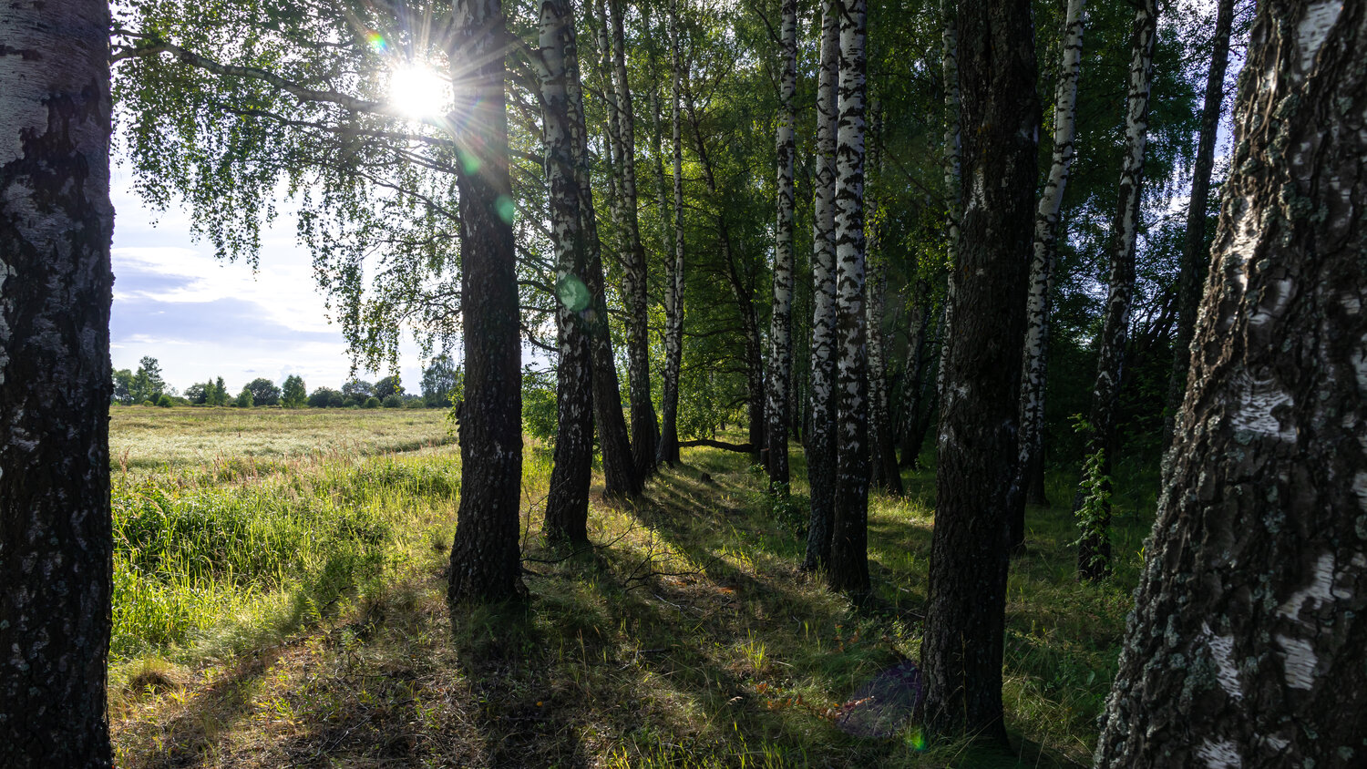 Photo #13793951