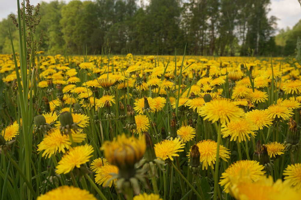 Photograph by Алфия Бугакова