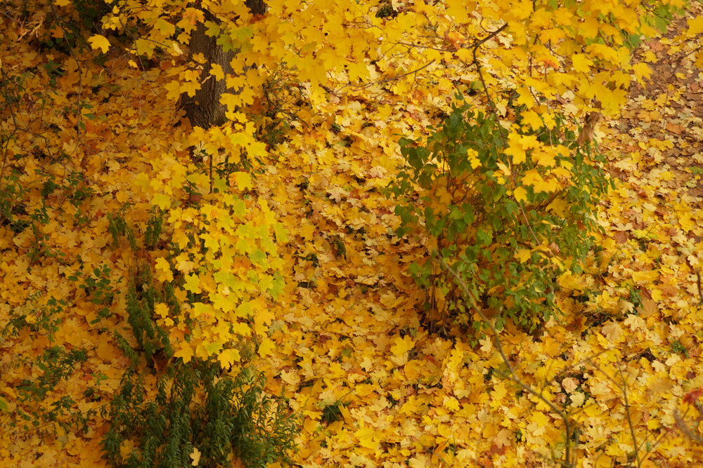 Photograph by Алфия Бугакова
