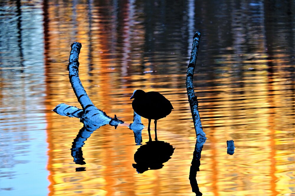Photograph by VIZO