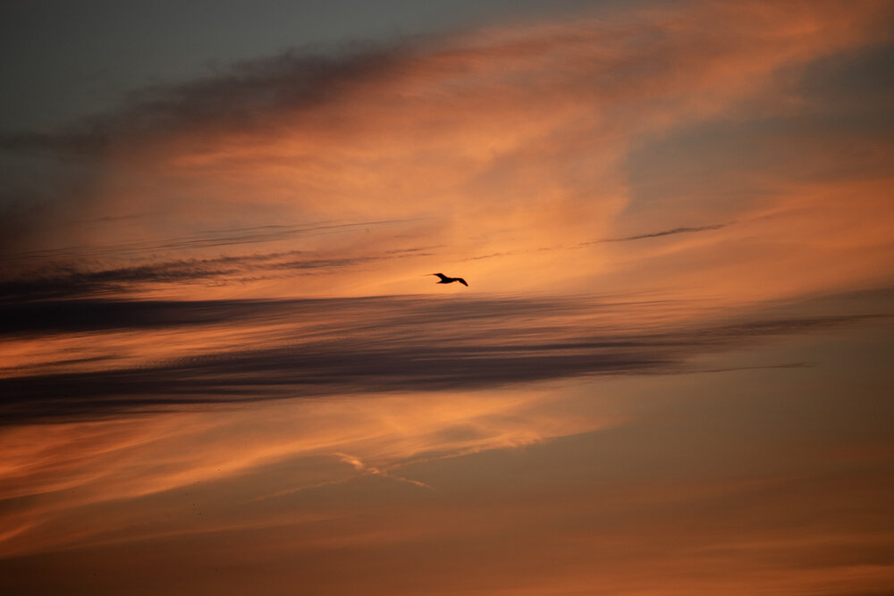 Lonely bird