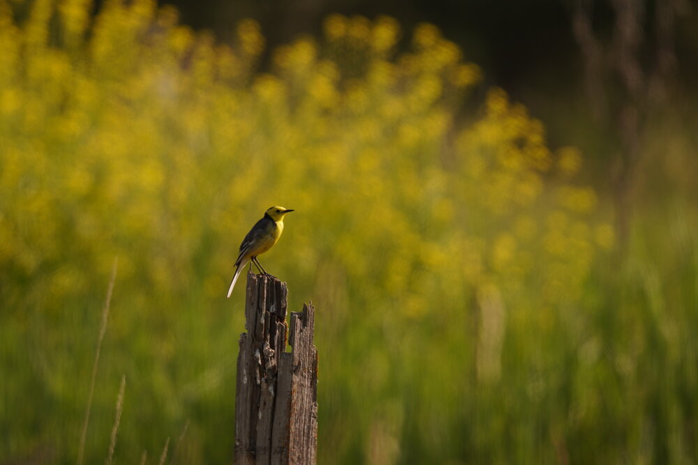 Photograph by Алфия Бугакова