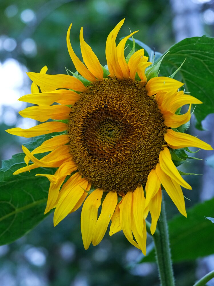Photograph by Юлия Фёдорова