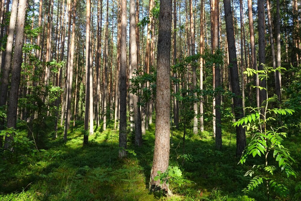 Photograph by jelena konickaja