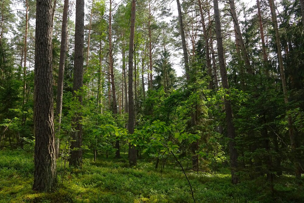 Photograph by jelena konickaja