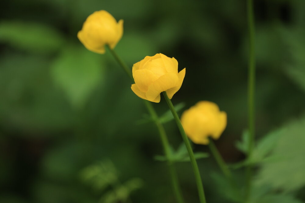 Photograph by Одаренко Ольга