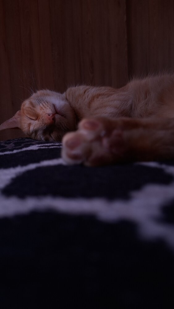 Kali