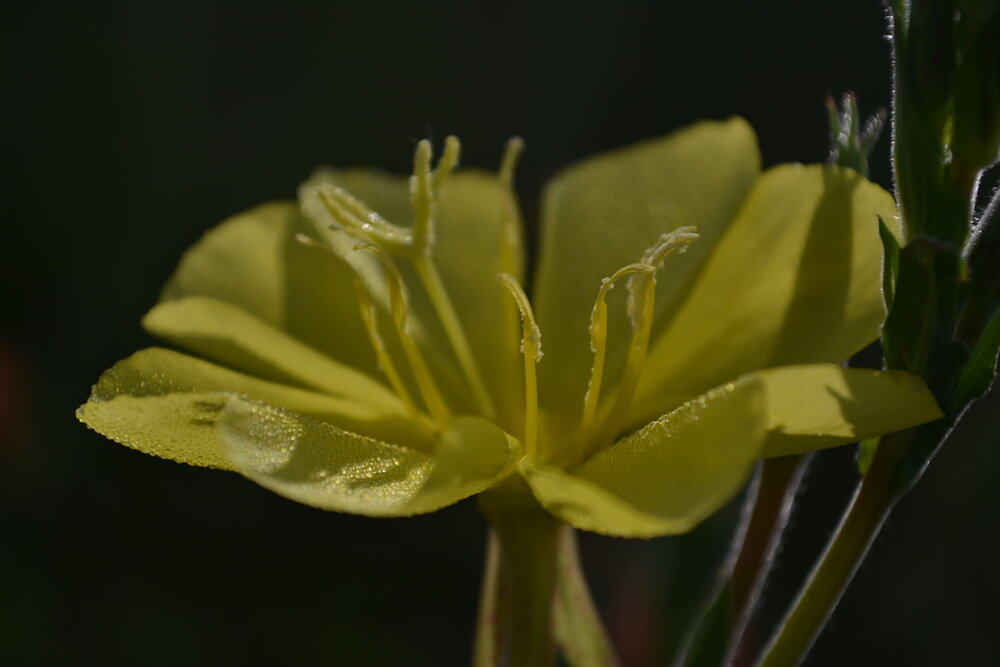 Photograph by Gildo de Campos Correa
