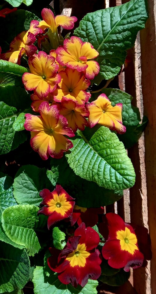 Flores