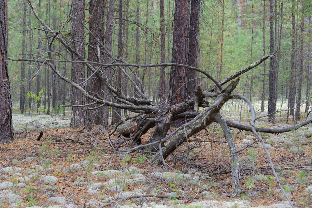Photo #13795299