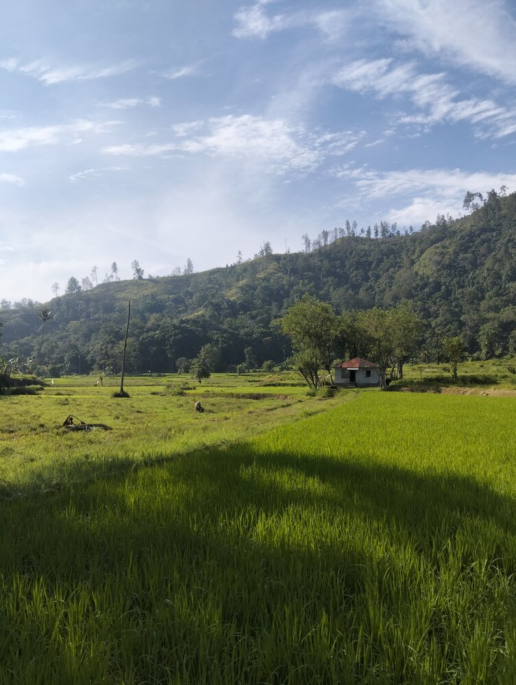 A Small House in Middle Rice Field in A Morning