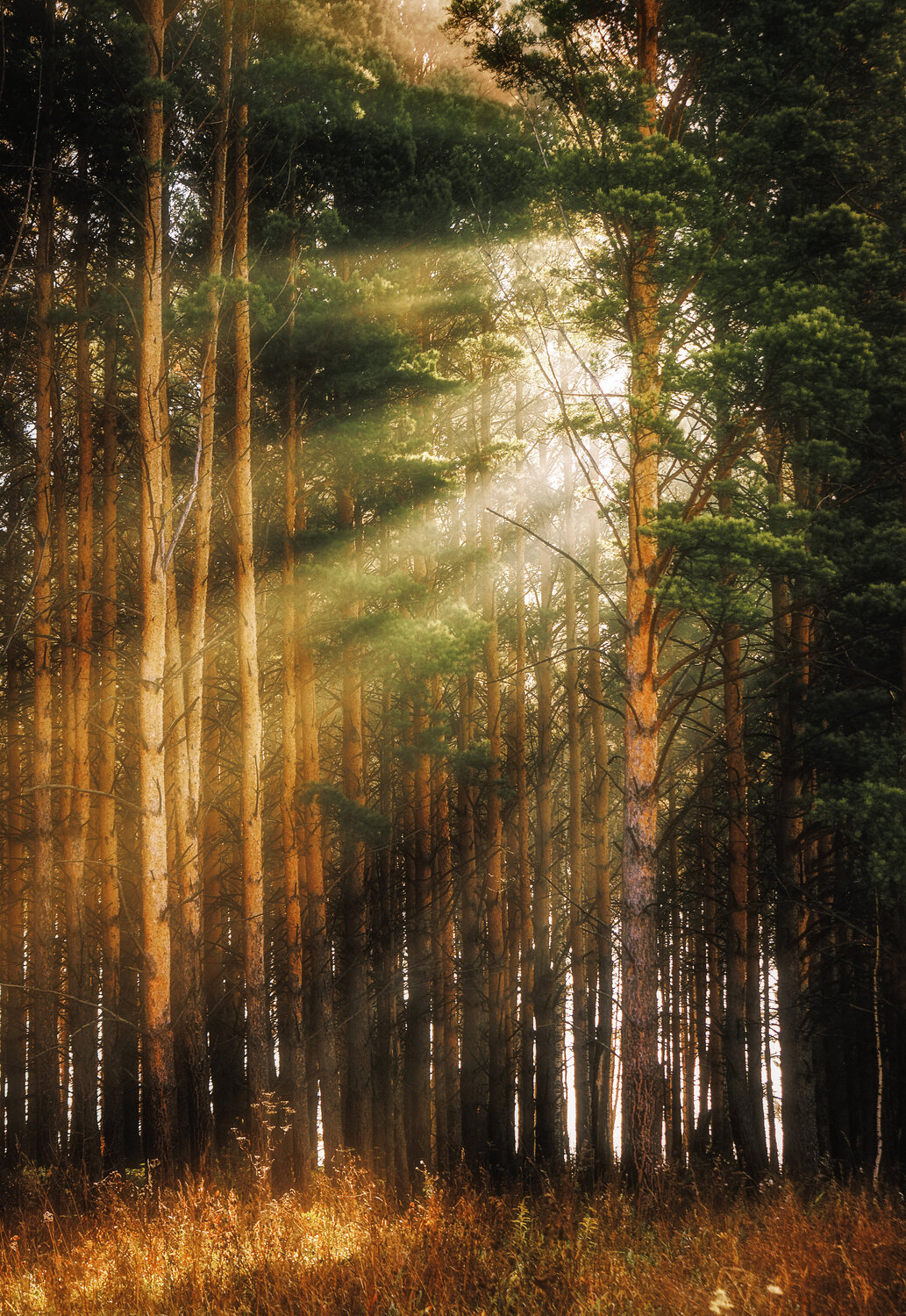 Photo #13795335
