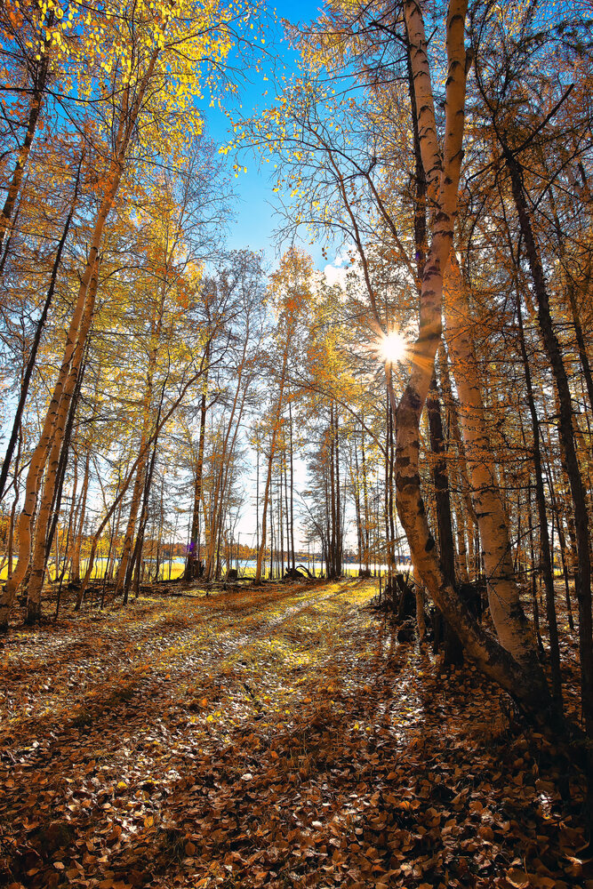 Осенний день.