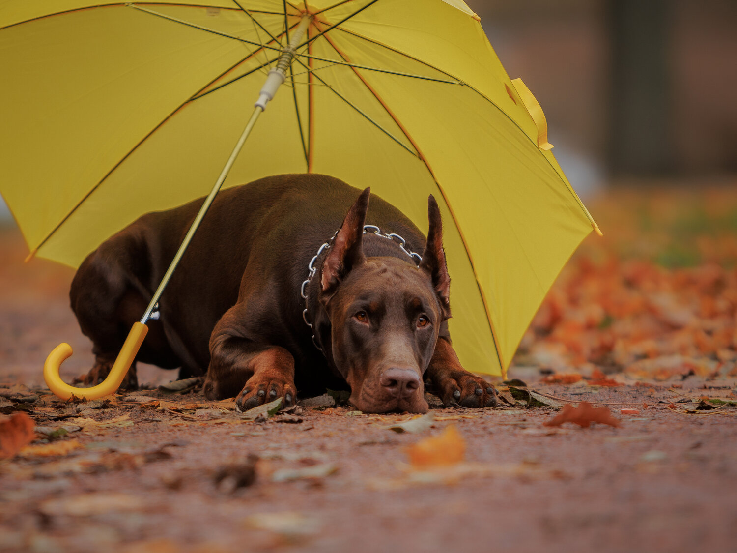 Photo #13795357