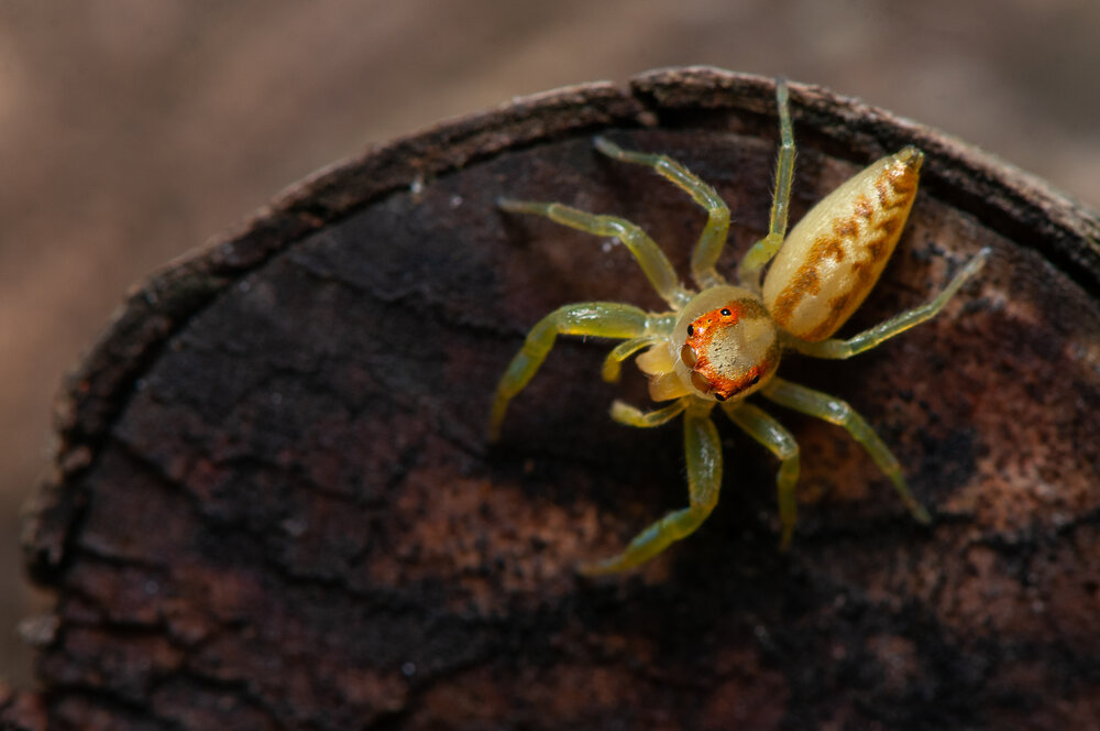 Photograph by Chamara Sulakkhana Polwatta Siriyalage