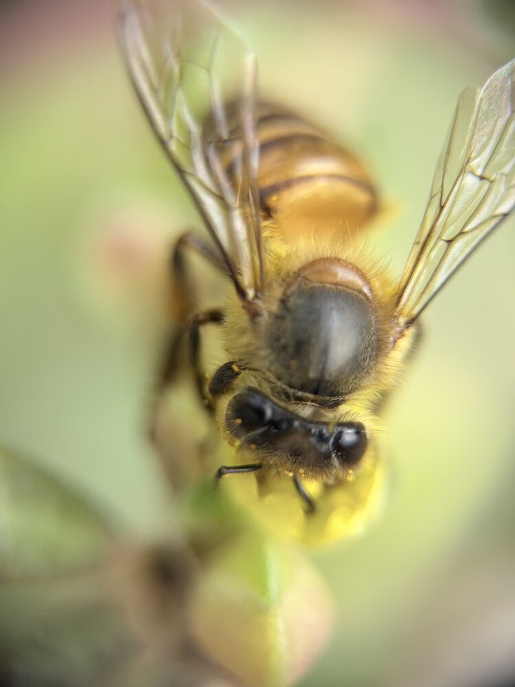 Busy bee