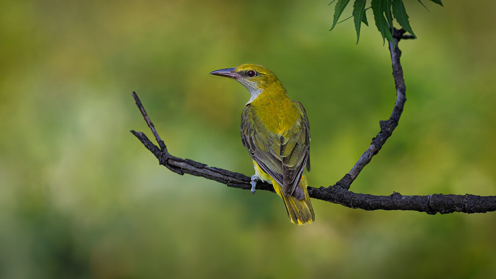 Photograph by Hari Patibanda
