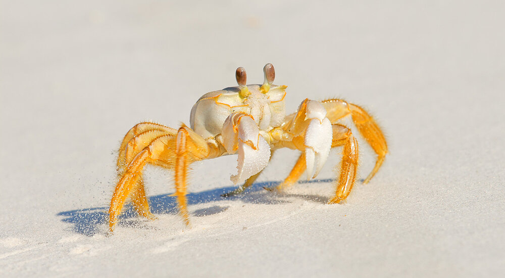 Краб призрак - Ghost crab