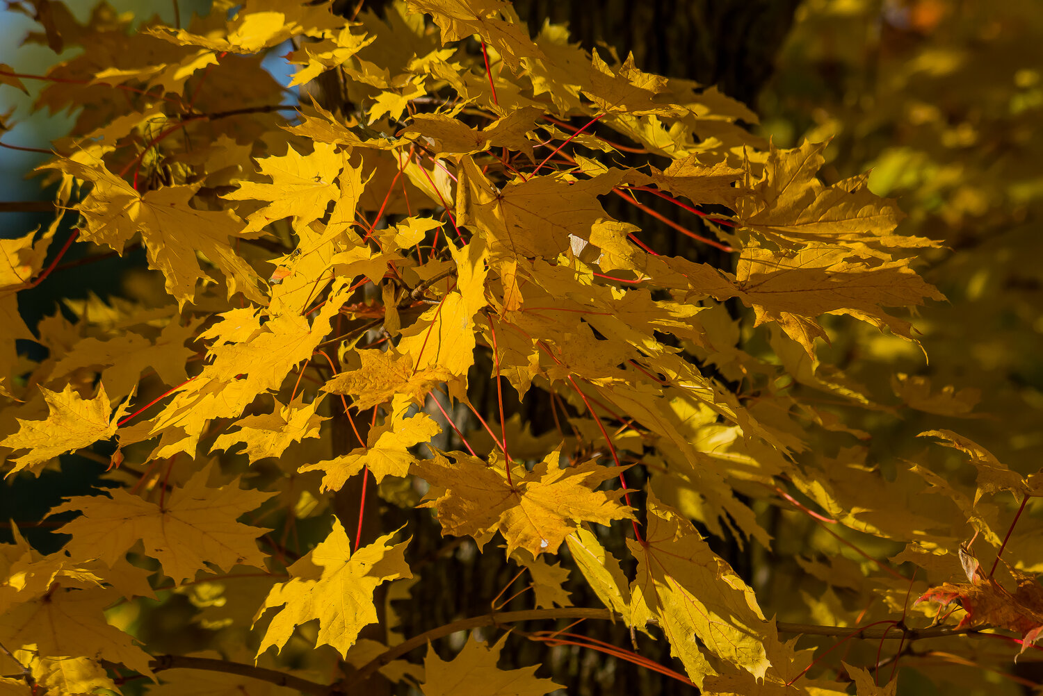 Photo #13795600