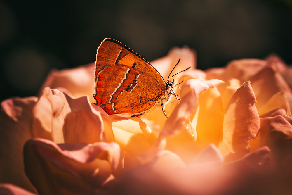 Photograph by Волкова Анна