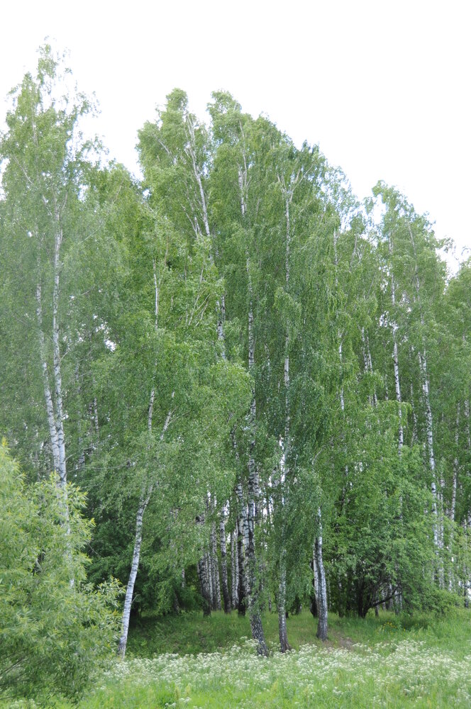 Photograph by Евгений Захаров