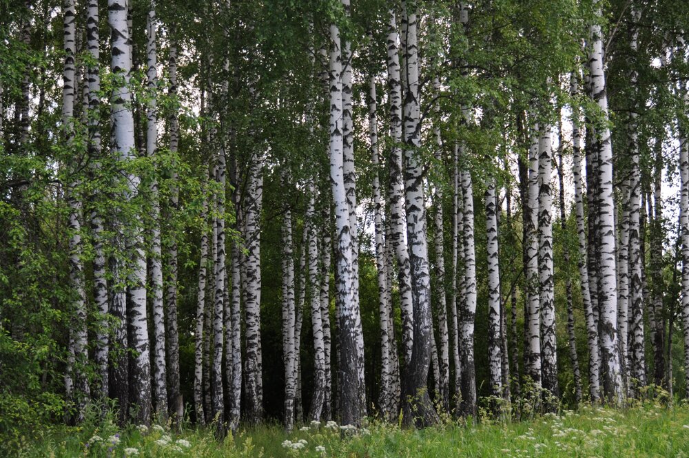 Photograph by Евгений Захаров