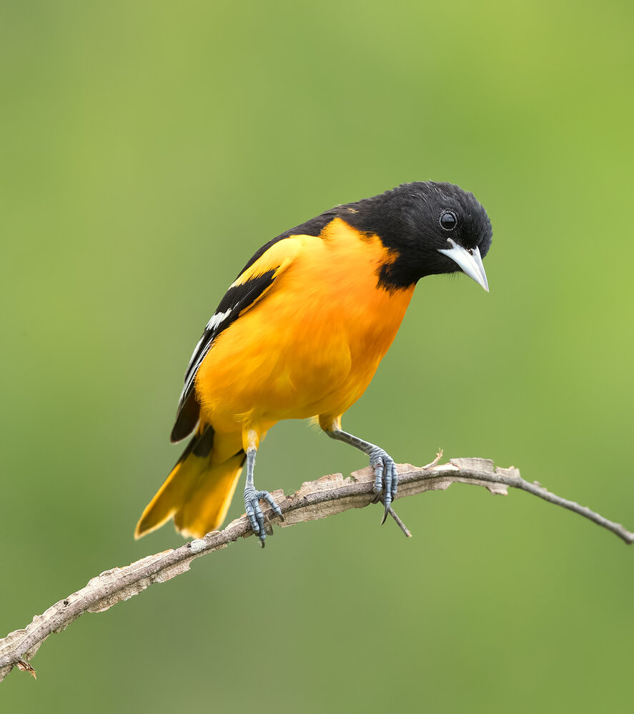 Baltimore Oriole - Балтиморская иволга