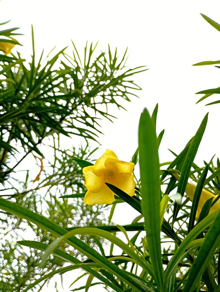 Nature\'s Sunshine
