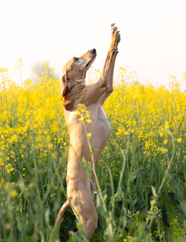 Photo #13795935