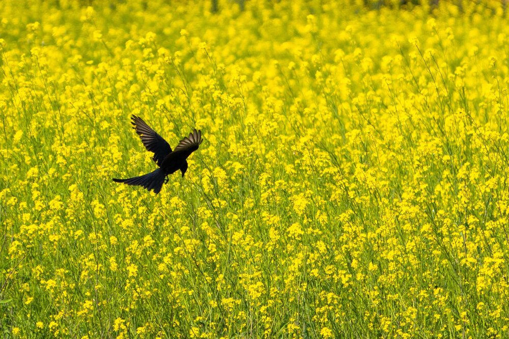 Photograph by Rahil Patel
