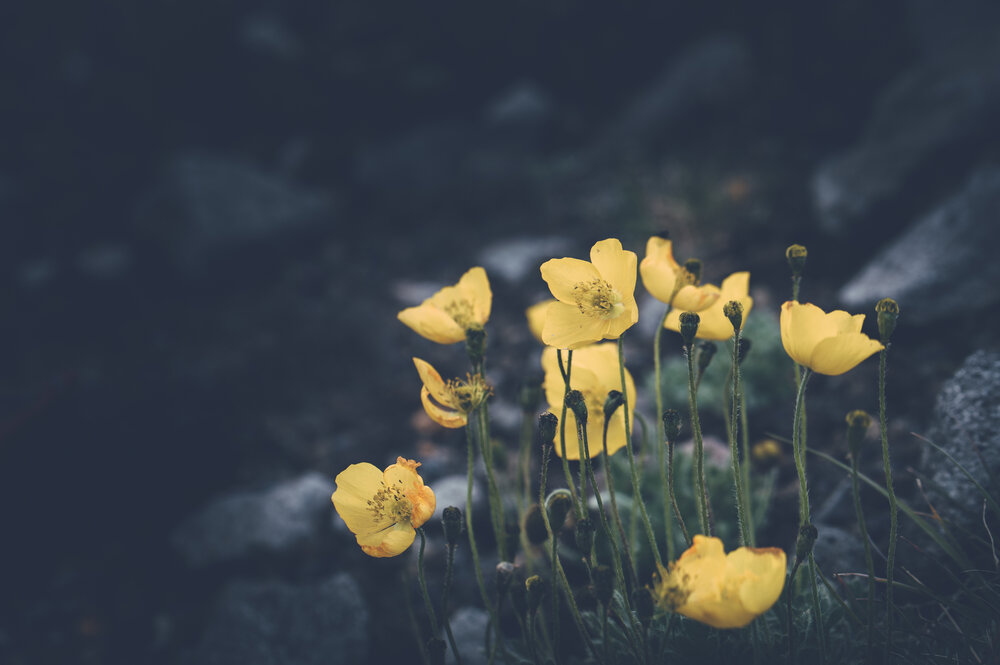 Photograph by Оксана О.