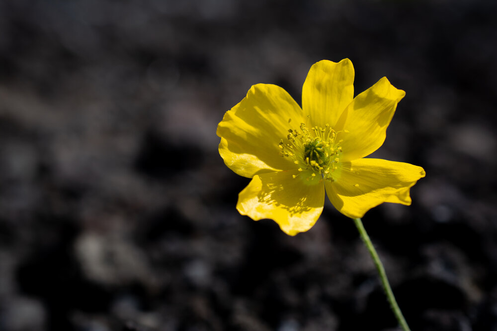 Photograph by Оксана О.