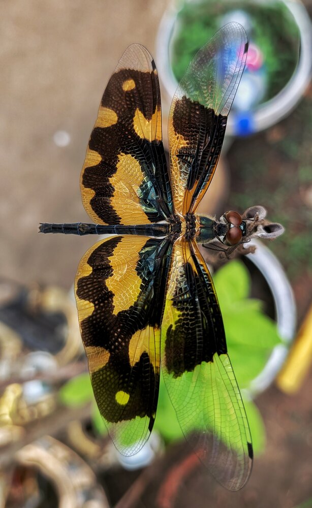 Golden Wings, Quiet Eyes