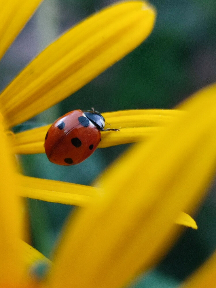 Photograph by Аліна Слишик