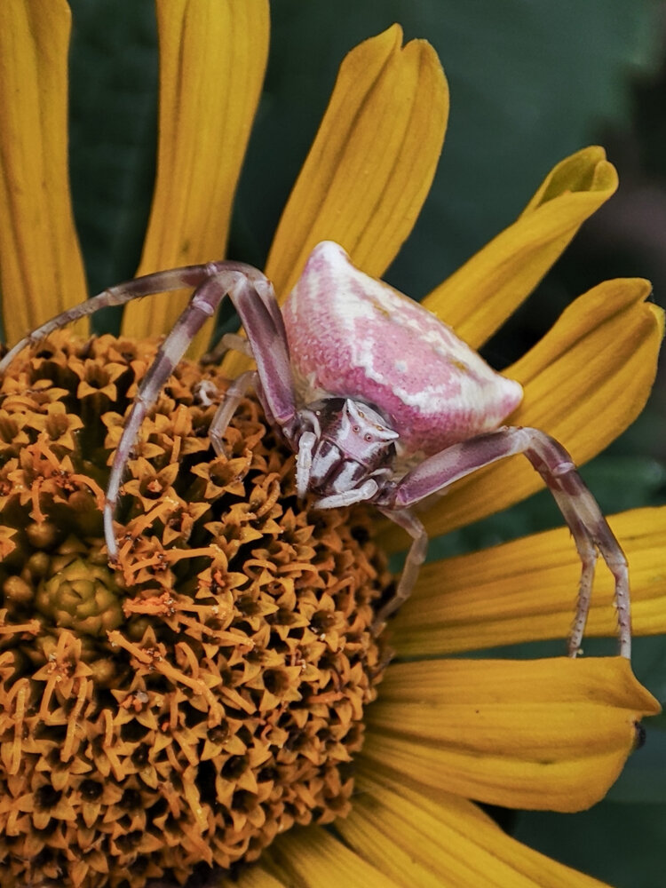 Photograph by Аліна Слишик