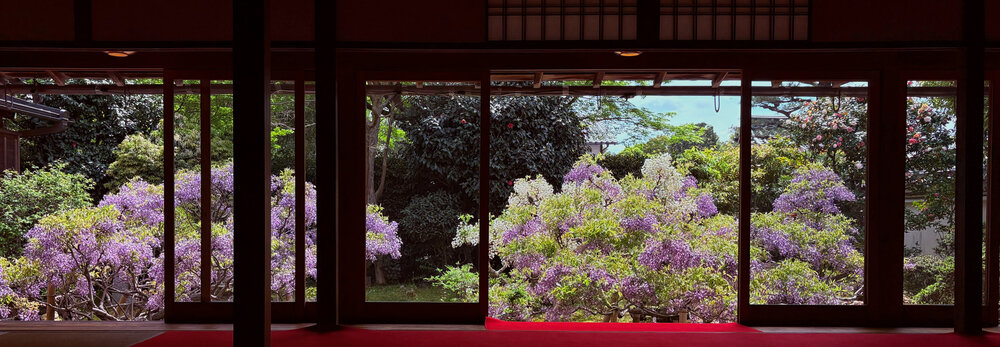 Veiled in Wisteria