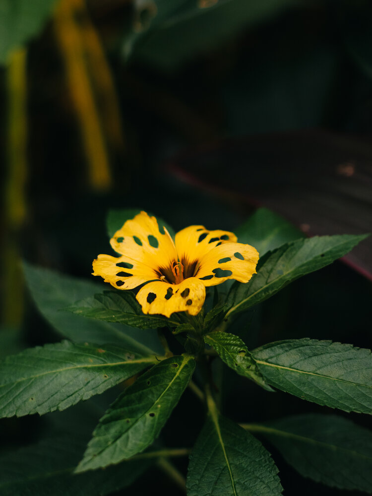 Photograph by Софья Гелевера