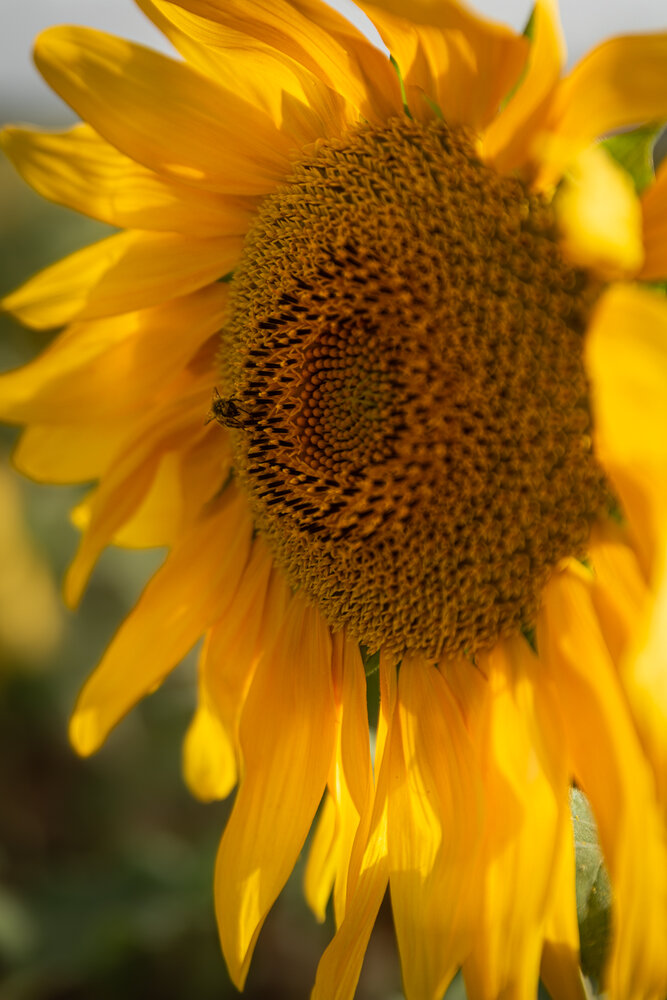 Photo #13796348
