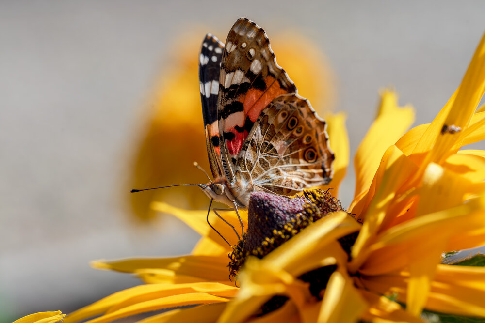 Photograph by Галина Григорьева