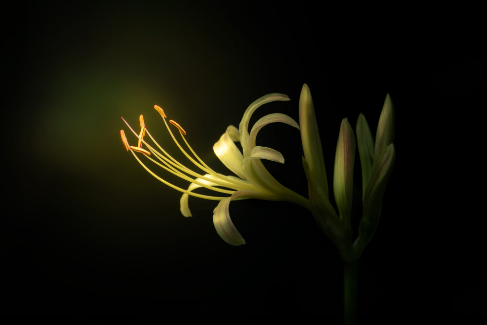 Photograph by Kohda Sharming