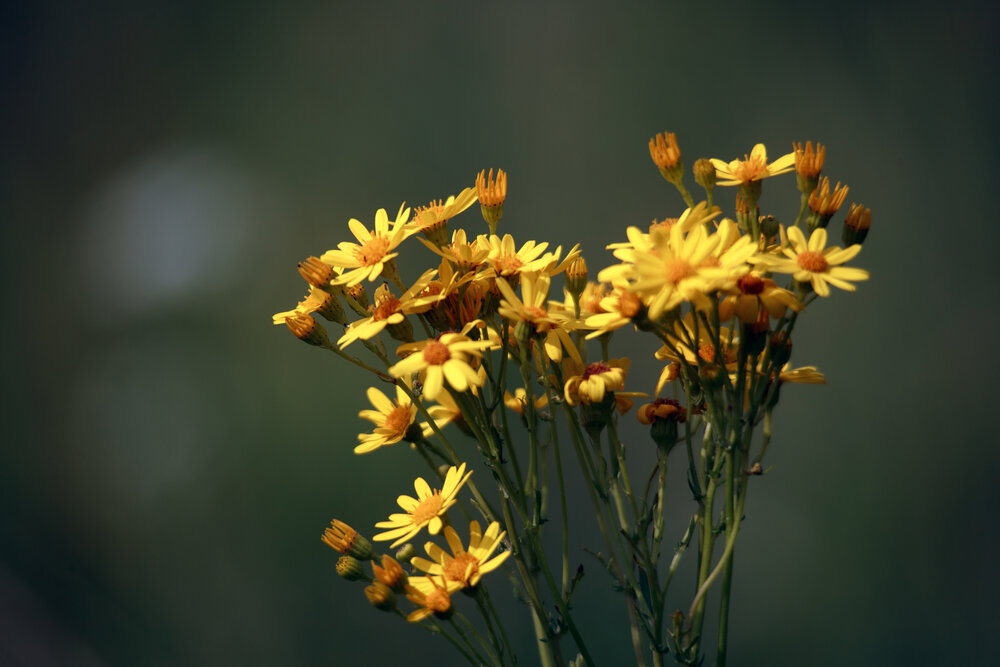 Photograph by Дарья Улюсова