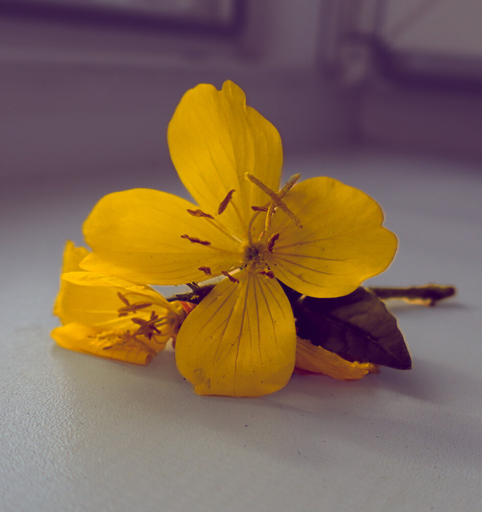 Photograph by Irina Ginbert