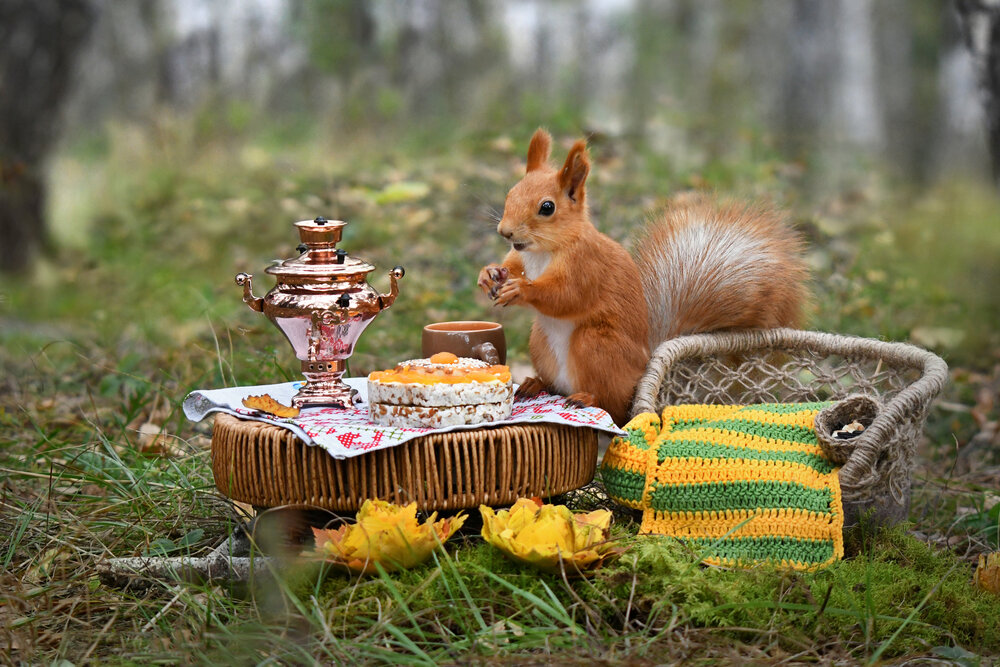 Photograph by Елена Гасенко